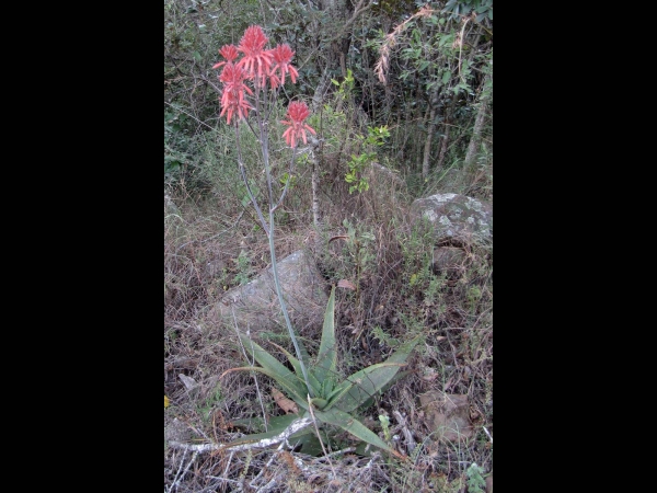 Aloe maculata
Broadleaf Aloe, Soap Aloe (Eng) Zeep-Aloë (Ned) Bontaalwyn (Afr)
Trefwoorden: Plant;Asphodelaceae;Bloem;rood