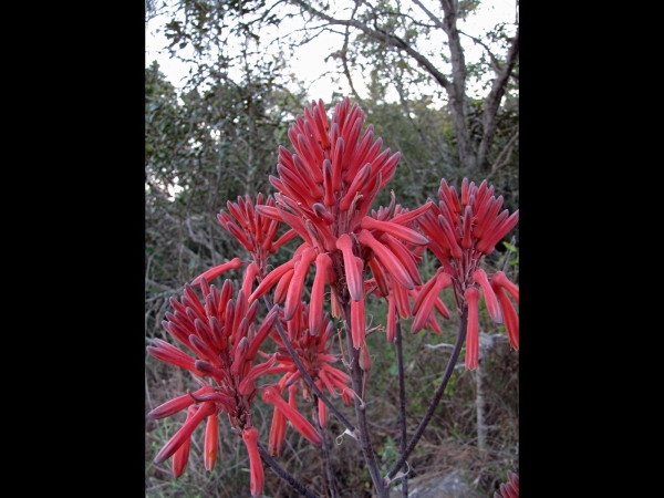 Aloe maculata
Broadleaf Aloe, Soap Aloe (Eng) Zeep-Aloë (Ned) Bontaalwyn (Afr)
Trefwoorden: Plant;Asphodelaceae;Bloem;rood