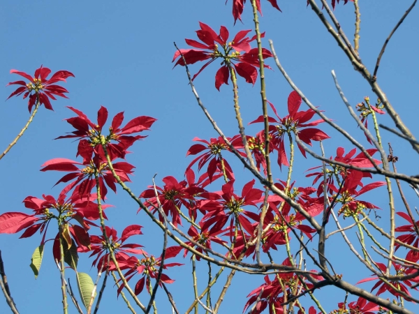 Euphorbia pulcherrima
Poinsettia, Lobster Plant (Eng) Kerstster (Ned) Poinsettia (Afr)
Trefwoorden: Plant;struik;Euphorbiaceae;Bloem;geel