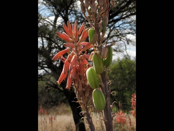 Aloe greatheadii
Spotted Aloe (Eng) Transvaalaalwyn, Kleinaalwyn, Grasaalwyn (Afr) - fruits
Trefwoorden: Plant;Asphodelaceae;vrucht