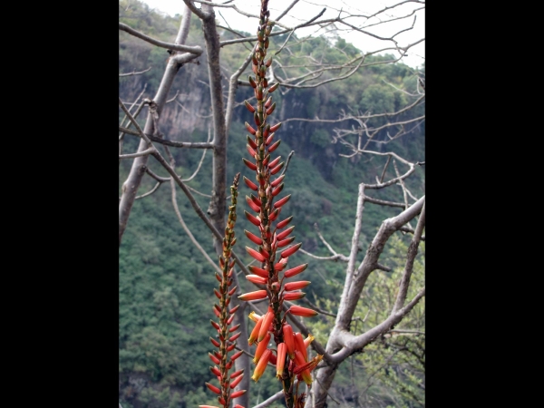 Aloe cryptopoda
Dr Kirk's Aloe (Eng) Tweekleur-aalwyn (Afr)
Trefwoorden: Plant;Asphodelaceae;Bloem;rood