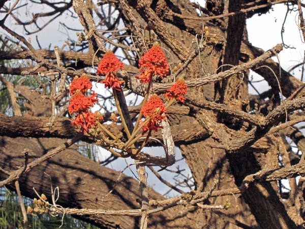 Erythrina abyssinica
Coral Tree, Red Hot Poker Tree (Eng)
Trefwoorden: Plant;Boom;Fabaceae;Bloem;rood