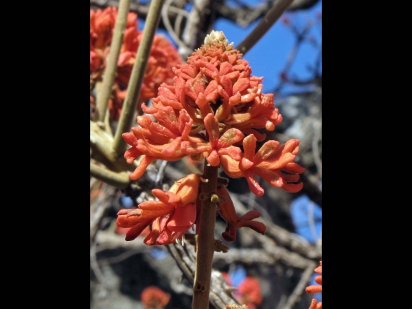 Erythrina abyssinica
Coral Tree, Red Hot Poker Tree (Eng)
Trefwoorden: Plant;Boom;Fabaceae;Bloem;rood