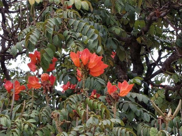 Spathodea campanulata
African Tulip Tree, Fire Tree (Eng) Afrikaanse Tulpenboom (Ned)
Trefwoorden: Plant;Boom;Bignoniaceae;Bloem;rood