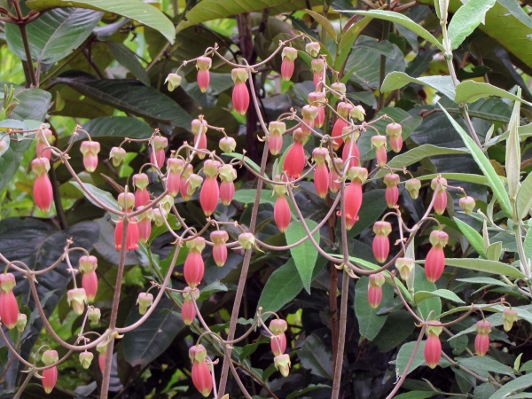 Kalanchoe pinnata
Chandelier Plant, Leaf of Life (Eng) Wonderblad (Ned)
Trefwoorden: Plant;Crassulaceae;Bloem;roze:rood