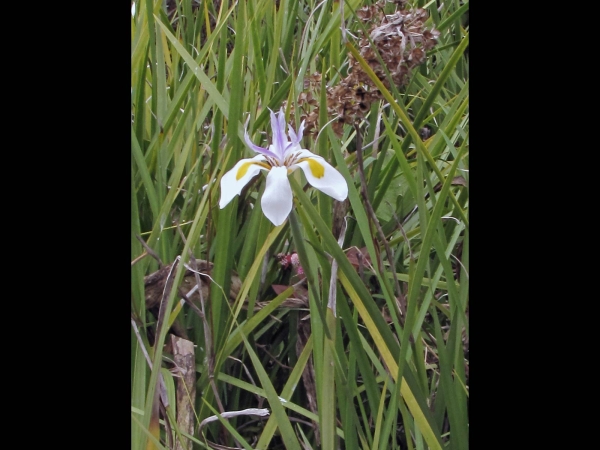 Dietes grandiflora
African Iris, Large Wild Iris (Eng) Groot Wilde-Iris (Afr) Isiqungasehlati (Zulu)
Trefwoorden: Plant;Iridaceae;Bloem;wit