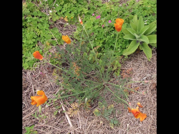 Eschscholzia californica
California Poppy, Golden Poppy (Eng) Slaapmutsje, Goudpapaver (Ned)
Trefwoorden: Plant;Papaveraceae;Bloem;oranje