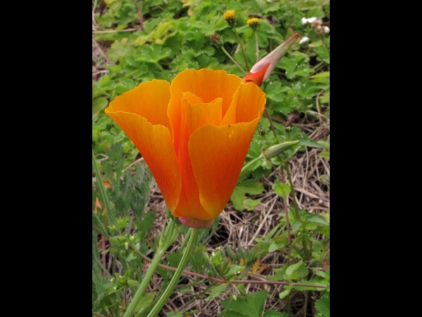 Eschscholzia californica
California Poppy, Golden Poppy (Eng) Slaapmutsje, Goudpapaver (Ned)
Trefwoorden: Plant;Papaveraceae;Bloem;oranje