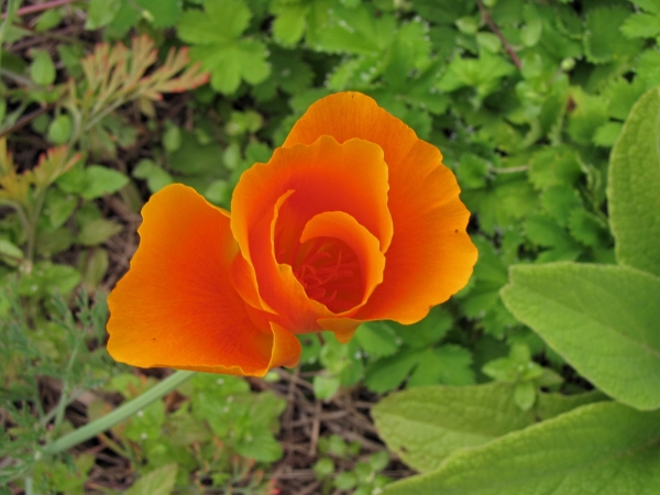 Eschscholzia californica
California Poppy, Golden Poppy (Eng) Slaapmutsje, Goudpapaver (Ned)
Trefwoorden: Plant;Papaveraceae;Bloem;oranje