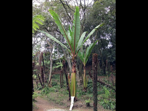 Ensete ventricosum
False Banana, Ensete (Eng) Ethiopische Banaan (Ned) Wildepiesang (Afr)
Trefwoorden: Plant;Musaceae;cultuurgewas