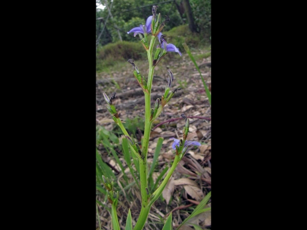 Aristea ecklonii
Blue Star (Eng) Blousterre (Afr.); umhushuza (Zulu)
Trefwoorden: Plant;Iridaceae;Bloem;blauw