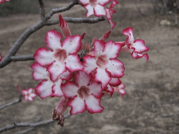 Adenium multiflorum
Impala Lily, Sabie Star (Eng) Impalalelie (Afr)
Trefwoorden: Plant;struik;Apocynaceae;Bloem;roze