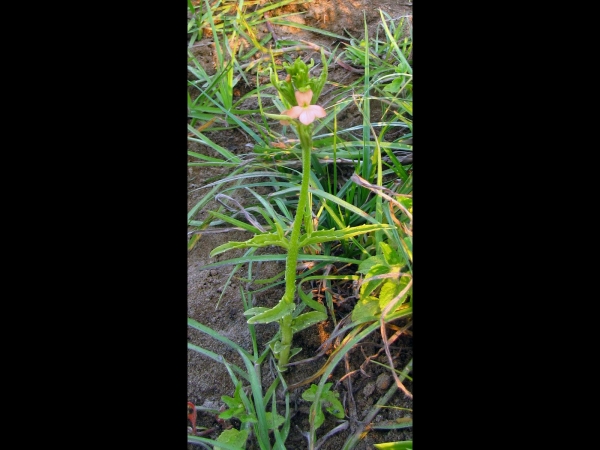 Striga forbesii
Giant Maize Witchweed (Eng)
Trefwoorden: Plant;Orobanchaceae;Bloem;roze