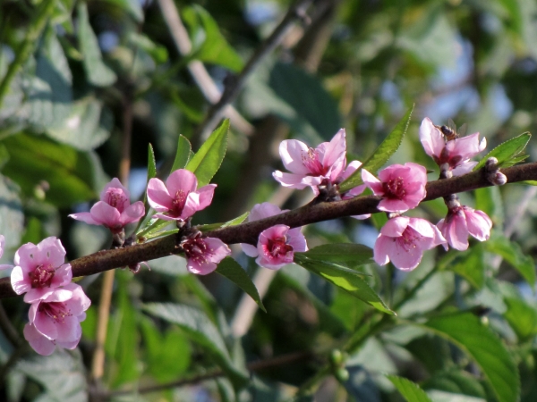 Prunus persica
Peach (Eng) Perzik (Ned) Perske (Afr)
Trefwoorden: Plant;Boom;Rosaceae,Bloem;roze;cultuurgewas