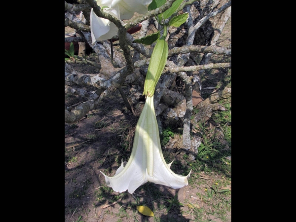 Brugmansia arborea
Angel's Trumpet (Eng) Engelentrompet (Ned)
Trefwoorden: Plant;struik;Solanaceae;Bloem;wit