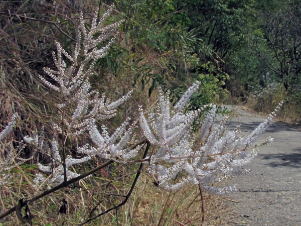 Tetradenia riparia 
Misty Plume Bush, Ginger Bush (Eng) Gemmerbos, Watersalie (Afr)
Trefwoorden: Plant;struik;Lamiaceae;Bloem;wit