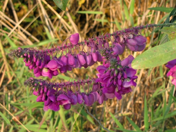 Polygala virgata
Purple Broom (Eng) Bloukappie, Persbesem (Afr)
Trefwoorden: Plant;struik;Polygalaceae;Bloem;purper