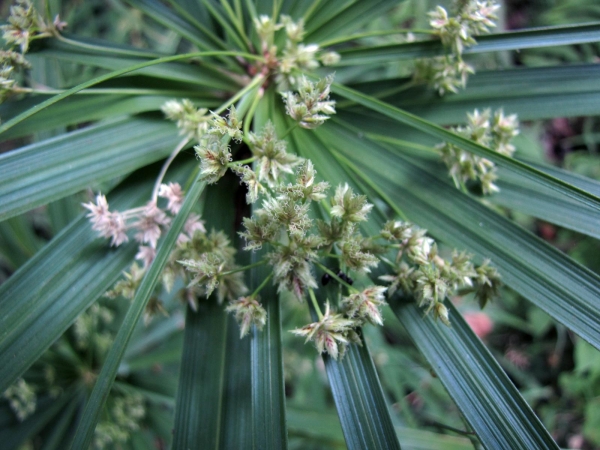 Cyperus; C. alternifolius
Umbrella Sedge, Umbrella Papyrus (Eng) Parapluplant (Ned)
Trefwoorden: Plant;Cyperaceae;Bloem;groen