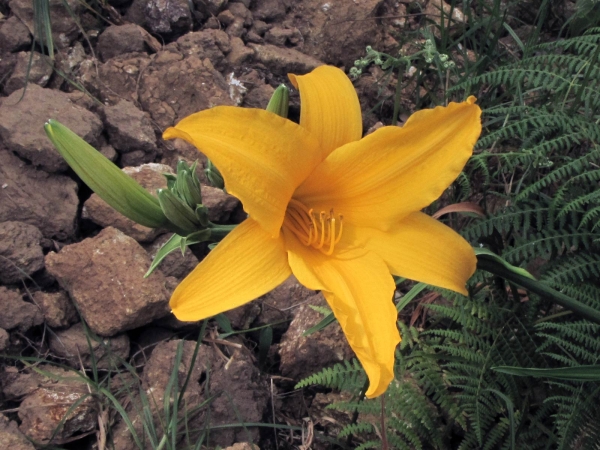 Hemerocallis middendorffii
Amur Daylily, Daylily (Eng)
Trefwoorden: Plant;Asphodelaceae;Bloem;geel;tuinplant