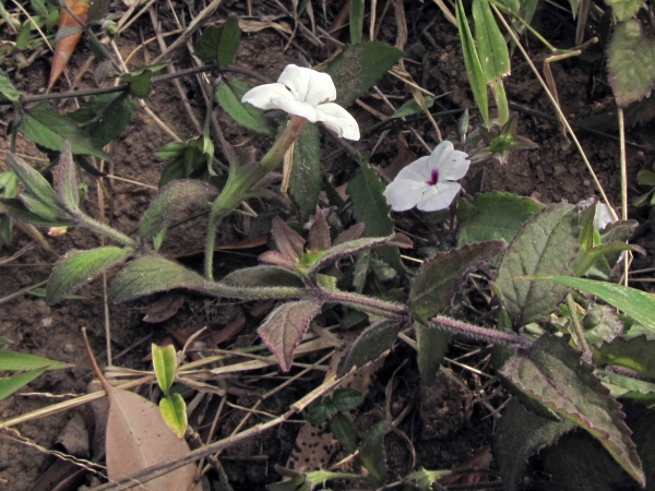 Cycnium herzfeldianum
Trefwoorden: Plant;Orobanchaceae;Bloem;wit