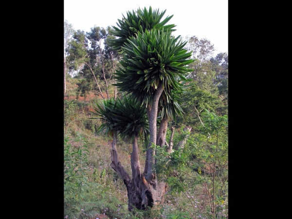 Dracaena steudneri
Steudner's Dragon Tree, Northern Large-leaved Dragontree (Eng) Drakenbloedboom (Ned)
Trefwoorden: Plant;Asparagaceae