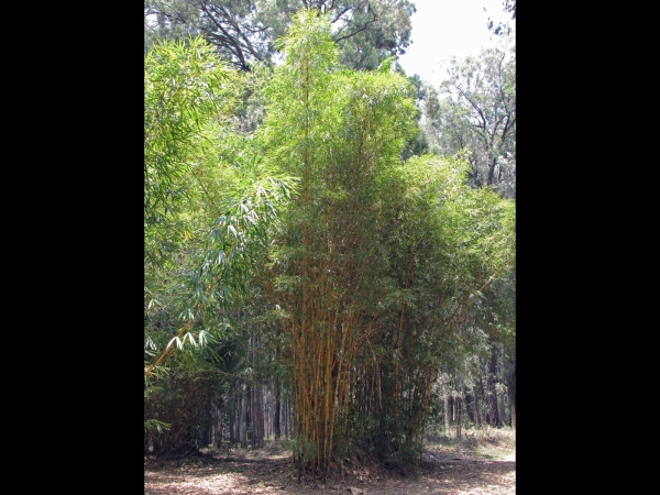 Bambusa vulgaris
Common Bamboo (Eng) Gewone Bamboe (Ned) 
Trefwoorden: Plant;Poaceae