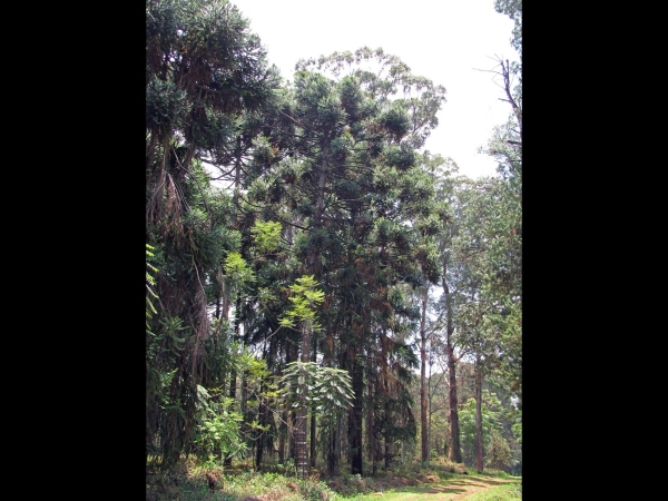 Araucaria angustifolia
Brazilian Pine, Parana Pine (Eng) Schuppentanne (Ger)
Trefwoorden: Plant;boom;Araucariaceae