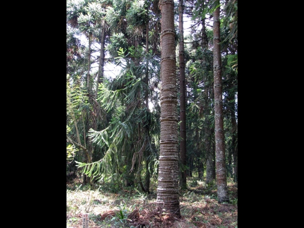 Araucaria angustifolia
Brazilian Pine, Parana Pine (Eng) Schuppentanne (Ger)
Trefwoorden: Plant;boom;Araucariaceae