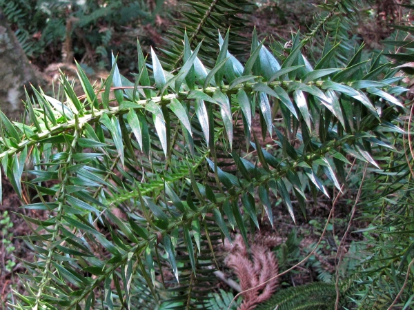 Araucaria angustifolia
Brazilian Pine, Parana Pine (Eng) Schuppentanne (Ger)
Trefwoorden: Plant;boom;Araucariaceae