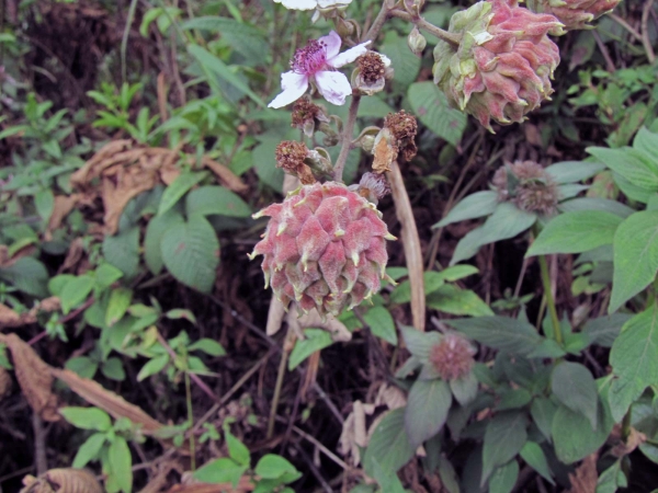 Rubus steudneri
Trefwoorden: Plant;Rosaceae;Bloem;wit;paars;vrucht