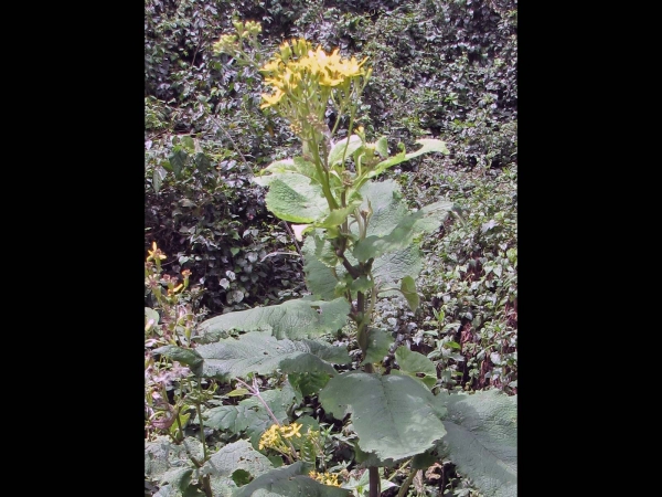 Senecio maranguensis
Trefwoorden: Plant;Asteraceae;Bloem;geel