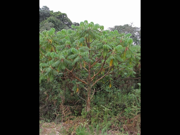 Hagenia abyssinica
African Redwood (Eng) Kosso (Local)
Trefwoorden: Plant;boom;Rosaceae