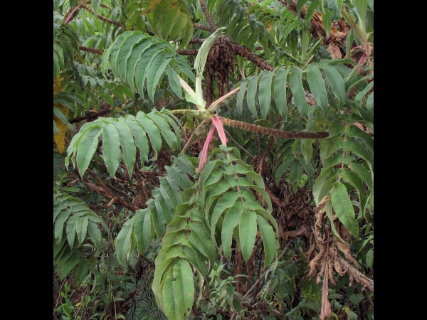 Hagenia abyssinica
African Redwood (Eng) Kosso (Local)
Trefwoorden: Plant;boom;Rosaceae