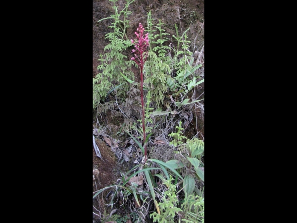 Disa eminii
Emin's Disa (Eng)
Trefwoorden: Plant;Orchidaceae;Bloem;roze