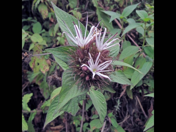 Virectaria major
Trefwoorden: Plant;Rubiaceae;Bloem;roze;wit;purper