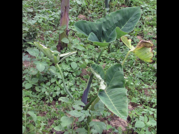 Xanthosoma sagittifolium
Tannia, Arrowleaf, Elephant's Ear (Eng) Tayer (Ned) 
Trefwoorden: Plant;Araceae