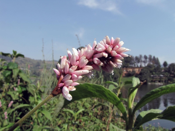 Persicaria; P. amphibia
Longroot Smartweed, Amphibious Bistort (Eng) Veenwortel (Ned)
Trefwoorden: Plant;Polygonaceae;Bloem;roze;moerasplant;waterplant