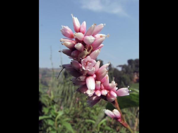 Persicaria; P. amphibia
Longroot Smartweed, Amphibious Bistort (Eng) Veenwortel (Ned)
Trefwoorden: Plant;Polygonaceae;Bloem;roze;moerasplant;waterplant