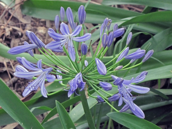 Agapanthus praecox
Common agapanthus, African Lily (Eng) Afrikaanse lelie (Ned) bloulelie (Afr)
Trefwoorden: Plant;Amaryllidaceae;Bloem;blauw