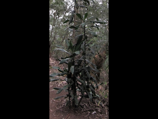 Dracaena fragrans
Cornstalk Dracaena, Sweet-scented Dracaena (Eng) Drakenbloedboom (Ned)
Trefwoorden: Plant;Asparagaceae