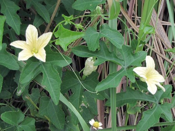 Coccinia grandis
Ivy Gourd, Scarlet Gourd (Eng) Tindola, Papasan (Ned) 
Trefwoorden: Plant;Cucurbitaceae;Bloem;geel