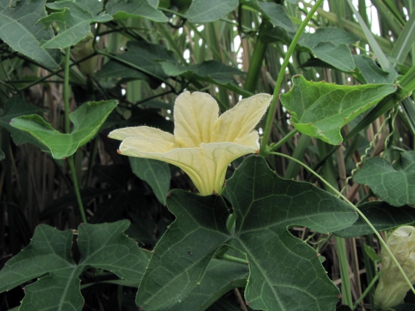 Coccinia grandis
Ivy Gourd, Scarlet Gourd (Eng) Tindola, Papasan (Ned) 
Trefwoorden: Plant;Cucurbitaceae;Bloem;geel