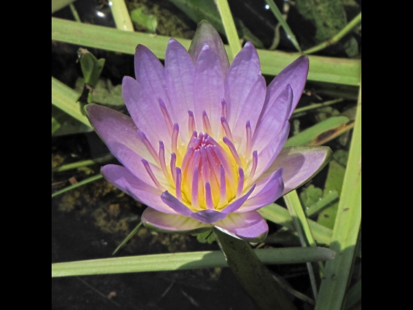 Nymphaea nouchali
Blue Lotus, Blue Water Lily (Eng) Blauwe Lotus (Ned) Blouwaterlelie, Kaaimanblom (Afr)
Trefwoorden: Plant;Nymphaeaceae;Bloem;lila