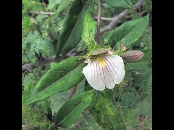 Blepharis maderaspatensis
Creeping Blepharis (Eng) 
Trefwoorden: Plant;Acanthaceae;Bloem;wit;geel