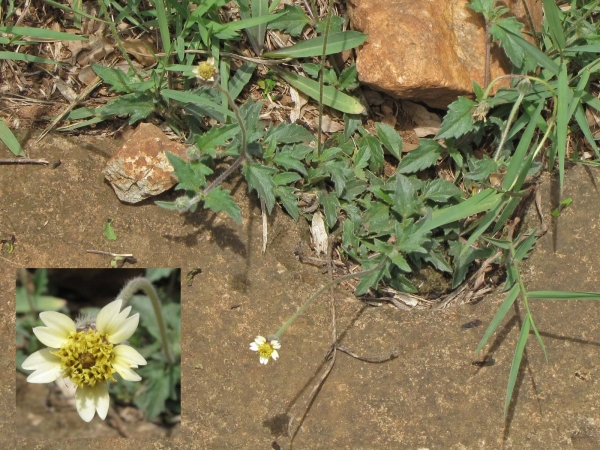Tridax procumbens
Coatbuttons, Tridax Daisy (Eng)
Trefwoorden: Plant;Asteraceae;Bloem;wit