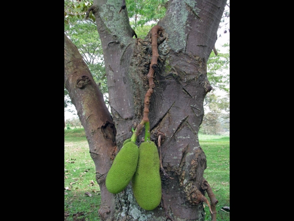 Artocarpus heterophyllus
Jacktree (Eng) Nangka (Ned) - fruit
Trefwoorden: Plant;Boom;Moraceae;vrucht;cultuurgewas