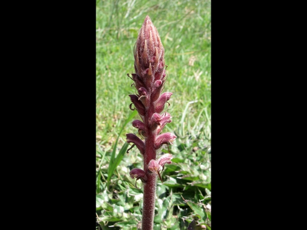 Orobanche minor
Common Broomrape, Lesser Broomrape (Eng) Klavervreter (Ned)
Trefwoorden: Plant;Orobanchaceae;Bloem;bruin;geel