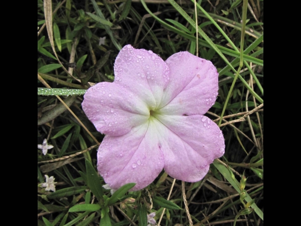 Cycnium tubulosum 
Tissue Paper Flower, Vlei Ink-flower (Eng)
Trefwoorden: Plant;Orobanchaceae;Bloem;roze