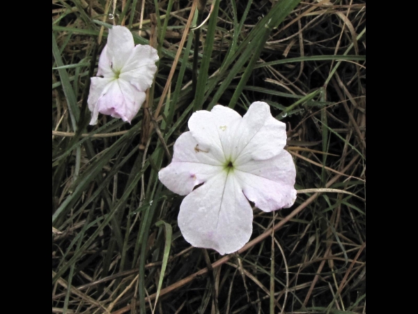 Cycnium tubulosum 
Tissue Paper Flower, Vlei Ink-flower (Eng)
Trefwoorden: Plant;Orobanchaceae;Bloem;wit