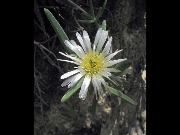 Delosperma nakurense
Nakuru Ice Plant (Eng)
Trefwoorden: Plant;Aizoaceae;Bloem;wit